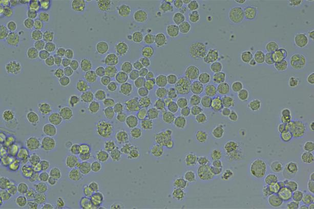 CRISPR/cas9基因敲入/插入细胞服务(荧光蛋白定点敲