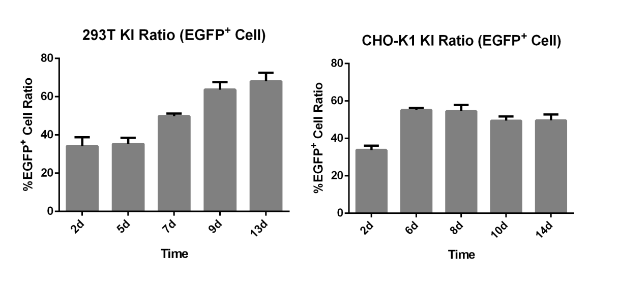 CRISPR/cas9基因敲入/插入细胞服务(荧光蛋白定点敲