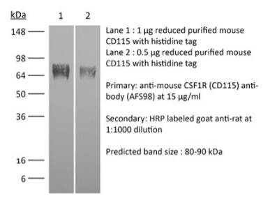 InVivoPlus抗小鼠CSF1R(CD115)，超值抢购