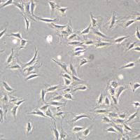 浙江美森-小鼠成纤维细胞 NIH-3T3