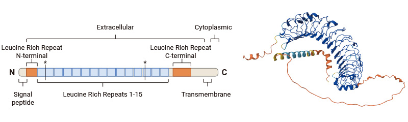 LRRC15蛋白的结构