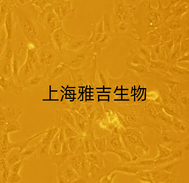 ATCC来源人脑胶质瘤细胞HS683