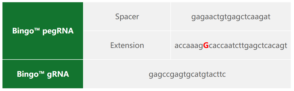 先导编辑（PE）基因点突变细胞稳转株构建服务（支持原代/难转