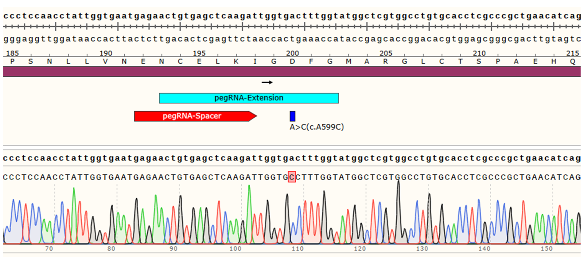 先导编辑（PE）基因点突变细胞稳转株构建服务（支持原代/难转