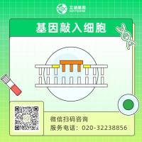 CRISPR/cas9基因敲入/插入细胞服务（荧光蛋白定点敲入/  标签蛋白定点敲入/特定位点敲入/基因点突变）
