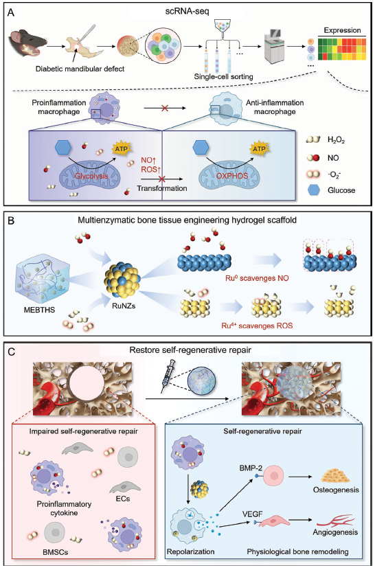 Adv Mater｜单细胞RNA测序指导设计的多酶水凝胶可用于糖尿病下颌骨缺损的再生修复