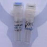 Dylight405, Goat Anti-Mouse IgG(H+L) Dylight405标记,山羊抗小鼠二抗