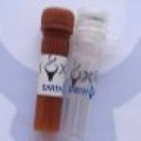 Texas Red, Goat Anti-Mouse IgG(H+L) 德克萨斯红标记,山羊抗小鼠二抗