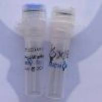 Dylight 800,Goat Anti-Rabbit IgG(H+L)Dylight 800标记,山羊抗兔二抗