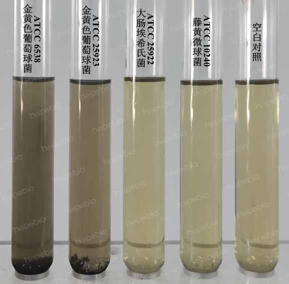 改良Giolitti and Cantoni肉汤