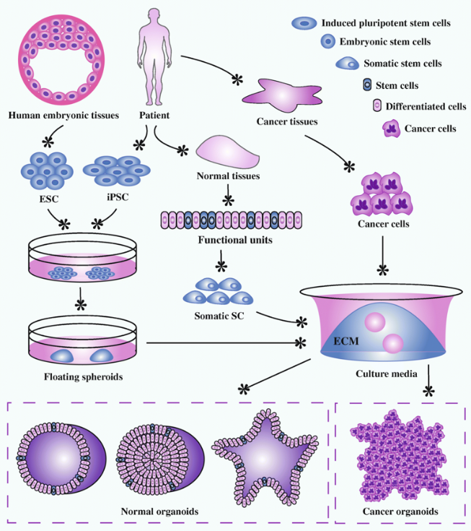 类器官构建方法。