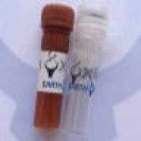 Cy3, Goat Anti-Mouse IgG(H+L) CY3标记,山羊抗小鼠二抗