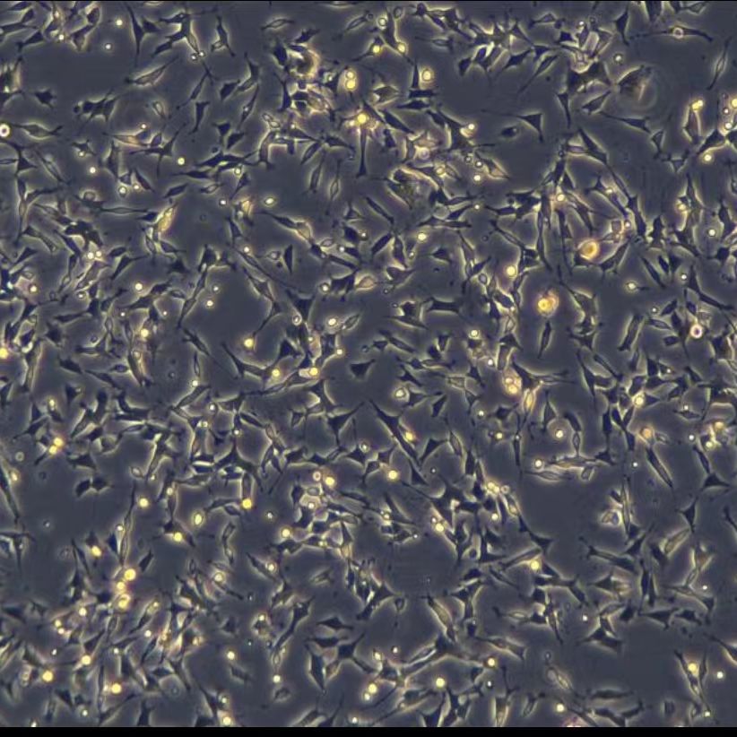 人神经母细胞瘤细胞 SH-SY5Y