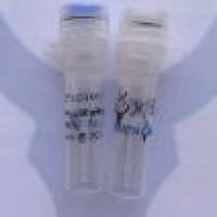 TRITC, Goat Anti-Mouse IgG(H+L) 罗丹明标记,山羊抗小鼠二抗