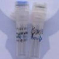 Biotin, Goat Anti-Mouse IgG(H+L) 生物素标记,山羊抗小鼠二抗