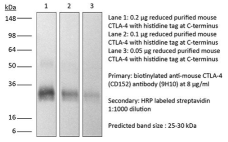 InVivoPlus抗小鼠CTLA-4(CD152)，限时特惠，科研无忧！