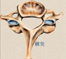 大小鼠DRG原位注射与神经节取材全流程