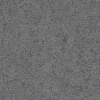 人急性早幼粒细胞白血病细胞 HL-60