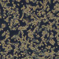 示踪小鼠Lewis肺癌 LL/2(LLC1)（Luc1）