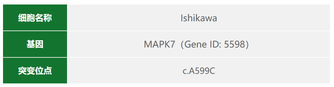 先导编辑（PE）基因点突变细胞稳转株构建服务（支持原代/难转