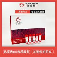 Mouse Monoclonal Antibody PCNA