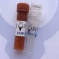 FITC, Goat Anti-Mouse IgG(H+L) 异硫氰酸荧光素标记,山羊抗小鼠二抗