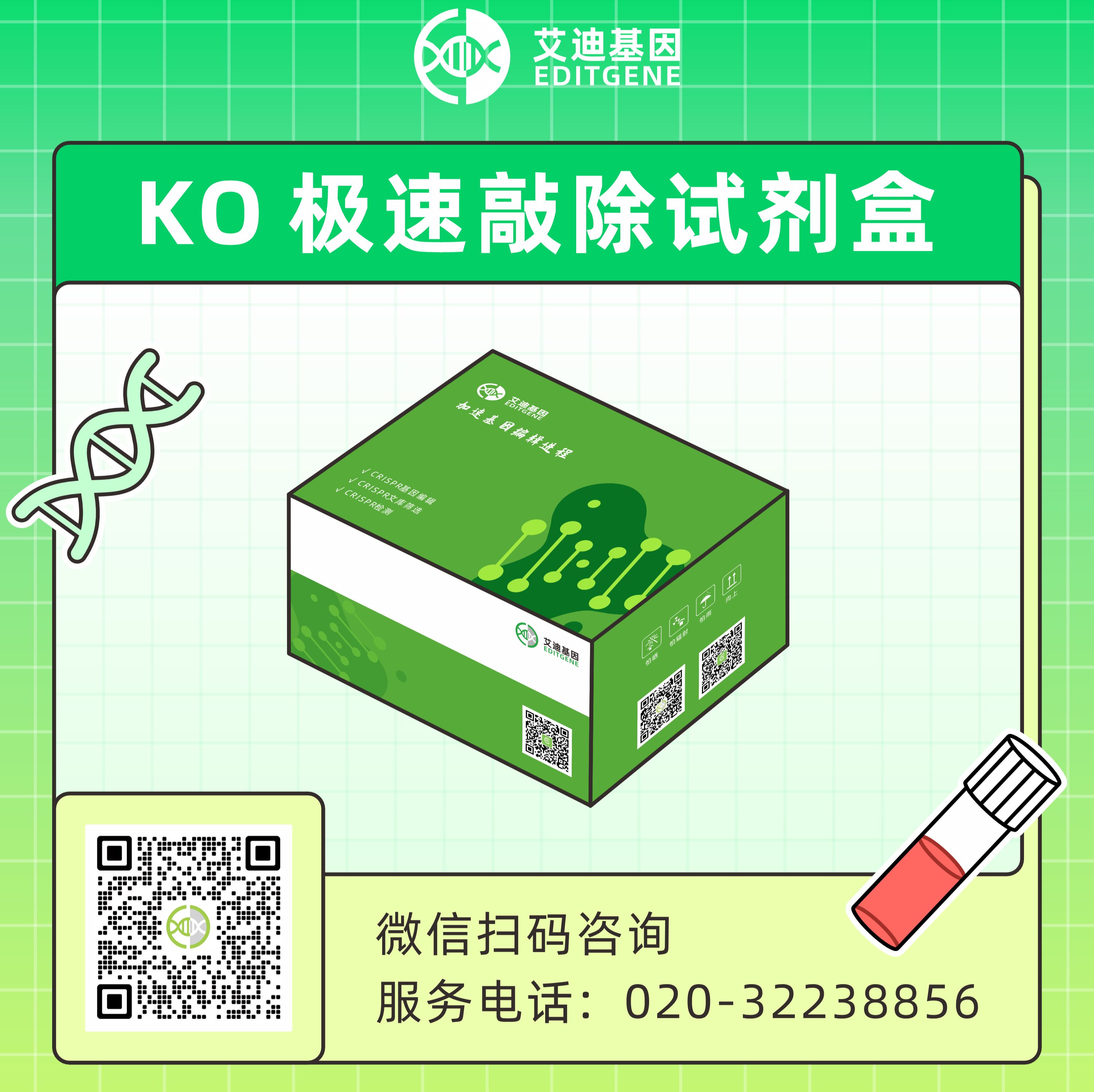 Flash极速敲除试剂盒