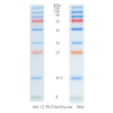 预先获得的蛋白质标记（8-250kDa）