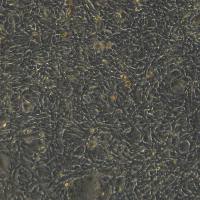 小鼠前列腺癌上皮细胞 Tramp-C1