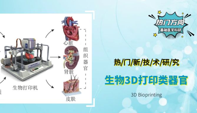 生物3D打印类器官技术，掀起建模技术新浪潮，探索生物医学领域更多可能~