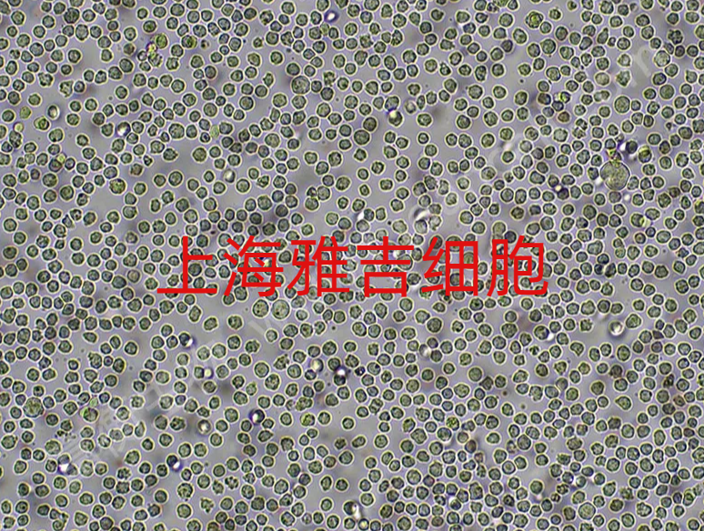 ATCC来源小鼠肝上皮细胞NCTC clone 1469