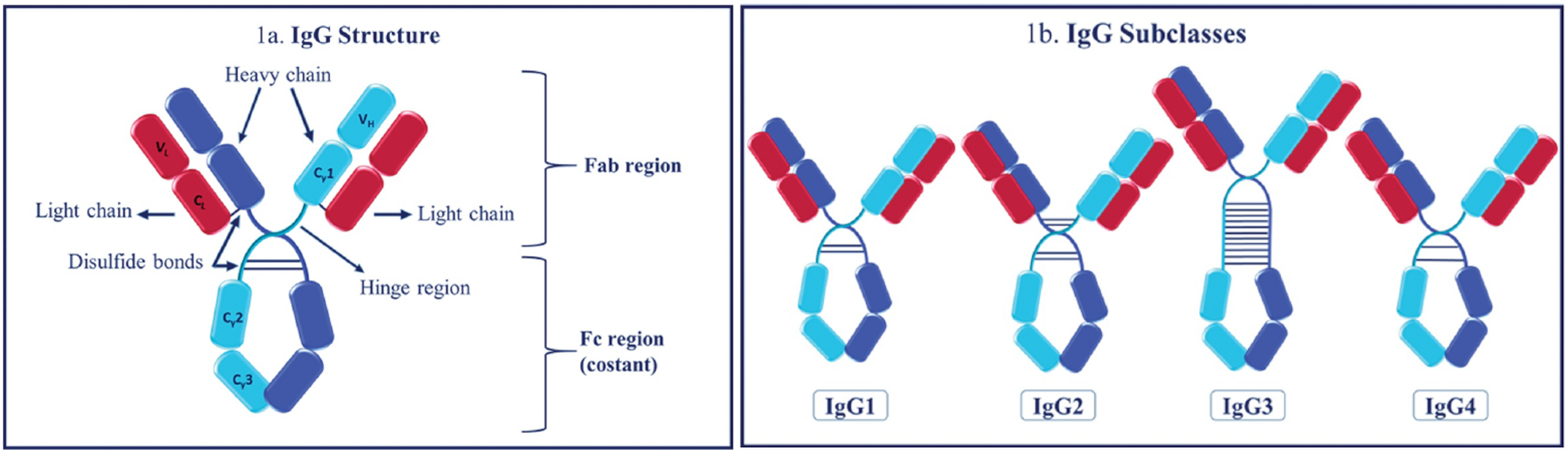 样本免稀释、免纯化丨IgG检测的高效解决新方案