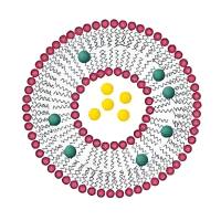 脂质体纳米颗粒包裹二 甲 双 胍 Liposome@Met