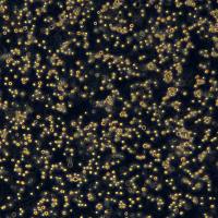 小鼠骨髓淋巴母细胞32D clone3