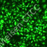 永生化HUVEC（GFP）