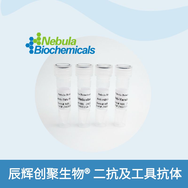 同型对照抗体 | Hamster Isotype Control Antibody (IgG1 kappa)