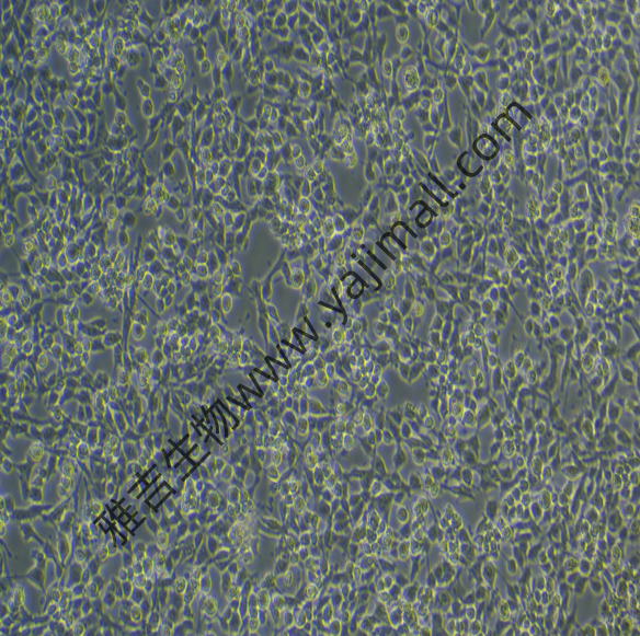 大鼠卵巢癌细胞NUTU-19培养说明书