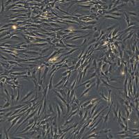 浙江（杭州）美森 人胚胎干细胞来源间充质干细胞UE7T-13