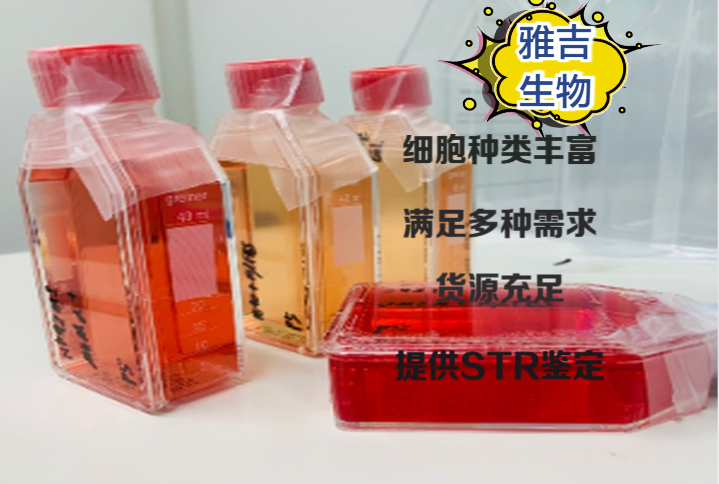 SV40转染人成骨细胞HFOB1.19培养说明书