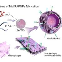 负载α-倒捻子素的聚乳酸-羟基乙酸共聚物纳米颗粒被巨噬细胞膜包裹 α-Mangostin@PLGA NPs@MM
