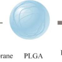 聚乳酸-乙醇酸共聚物纳米颗粒包裹地塞米松和罗哌卡因 PLGA NPs@RVC/Dex