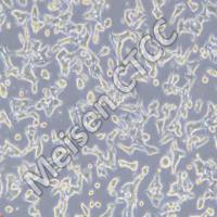 小鼠垂体瘤细胞系 AtT-20/D16v-F2