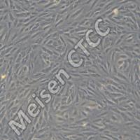 人原代主动脉瓣膜内皮细胞 