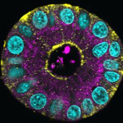 类器官技术服务