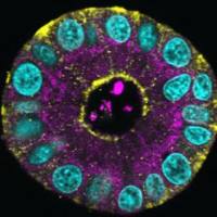 类器官技术服务