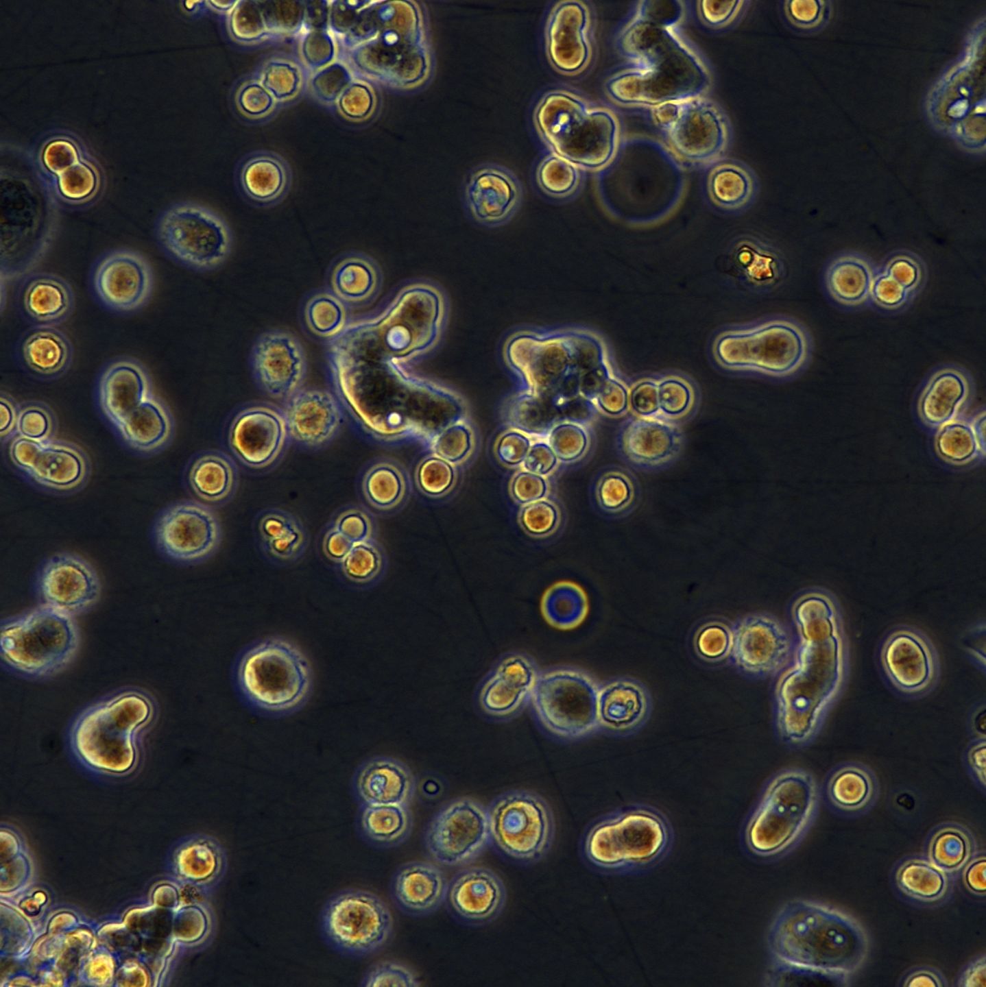 结肠癌细胞细胞 COLO678