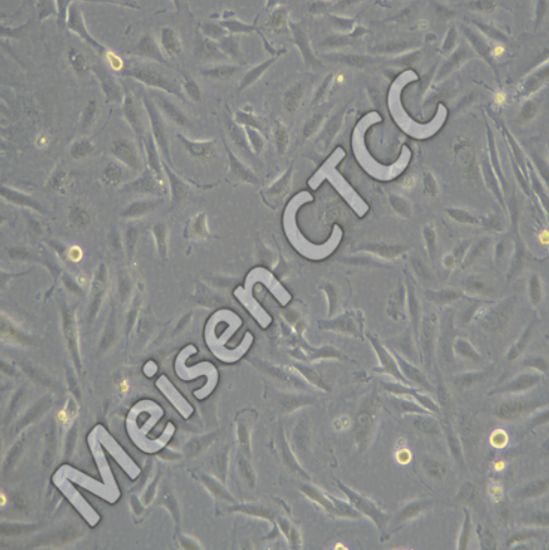 人脑恶性神经胶质母细胞瘤 M059J