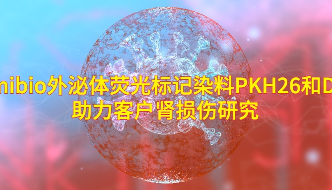 IF=12.6 | Umibio 外泌体荧光标记染料PKH26和 DIR 助力客户肾损伤研究！