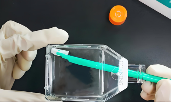 科研干货 | 原代细胞培养纯化方法全面解析