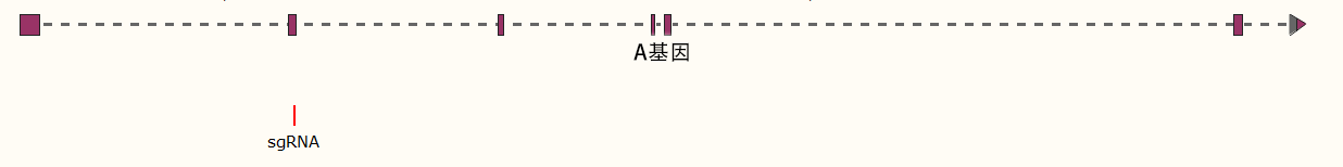 CRISPR-Cas9基因敲除细胞株构建服务（单基因敲除/多